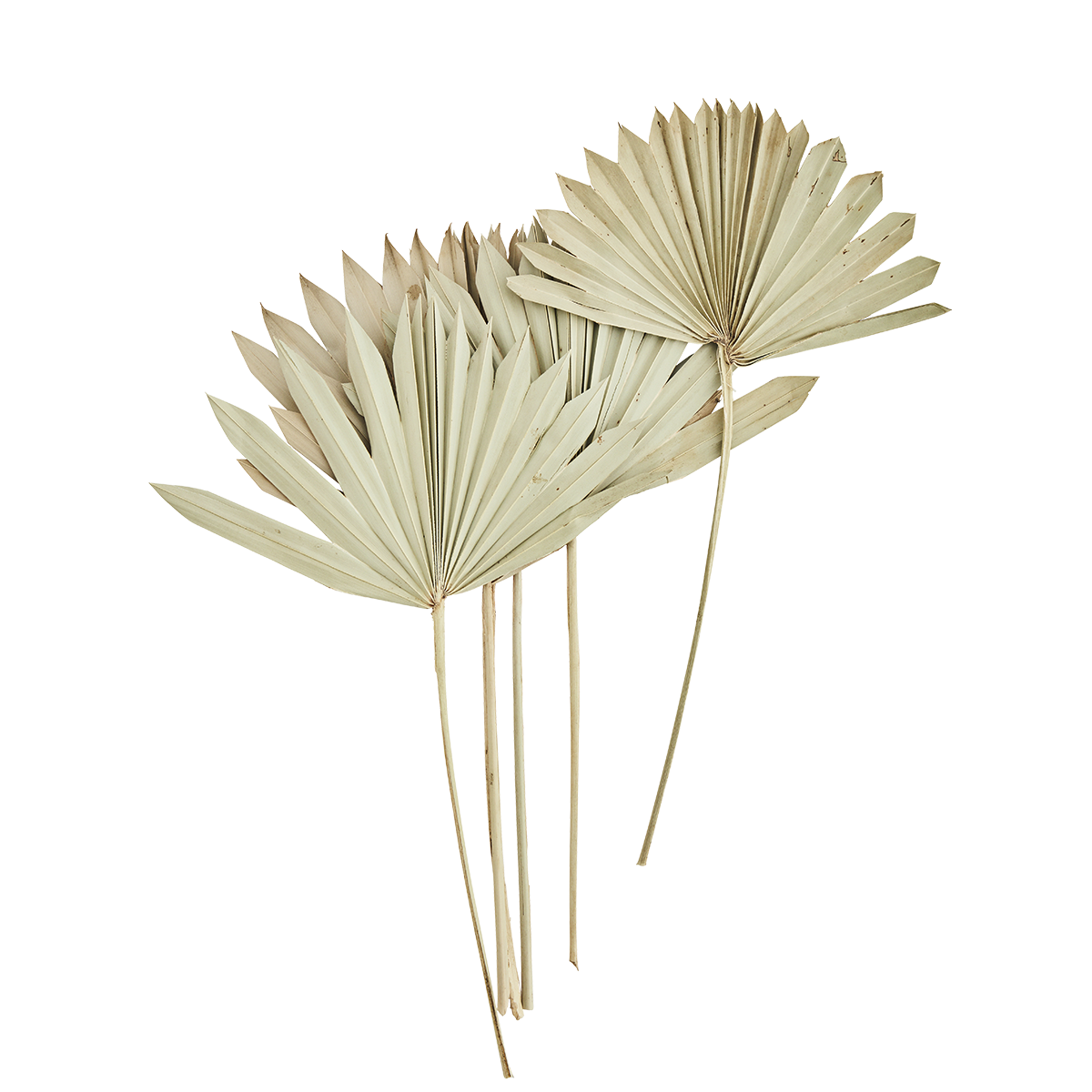 Palm leaves bunch