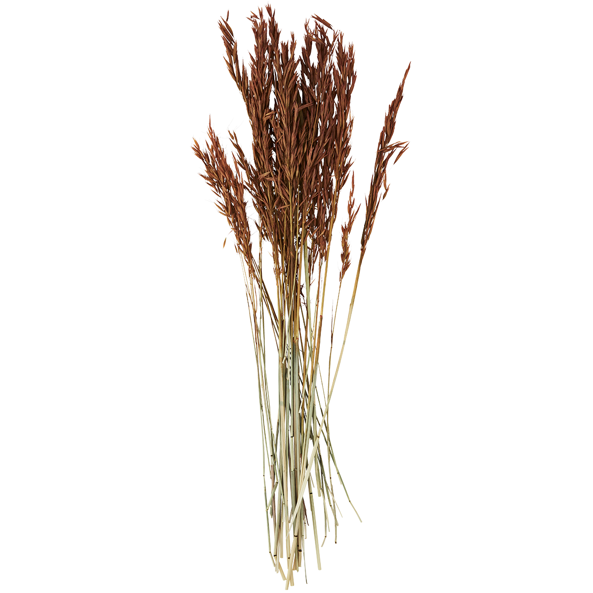Dried flowers Dried flowers