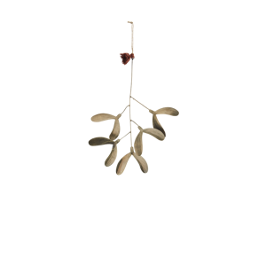 Small iron mistletoe